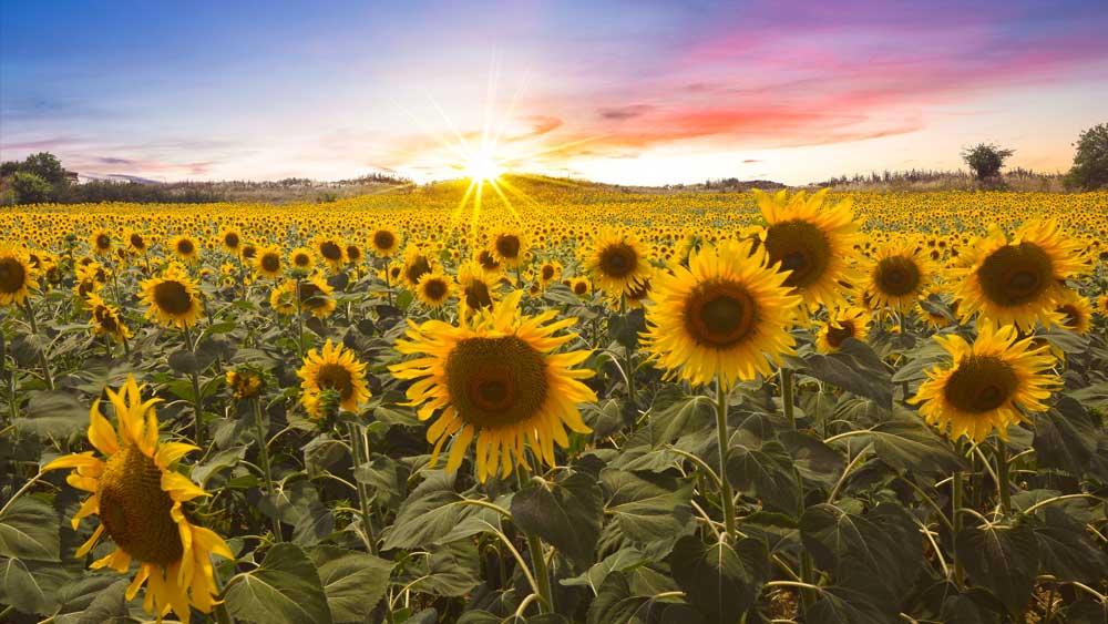 Sunflower Heliotropism August Sunlight for Making Tons of Seeds The